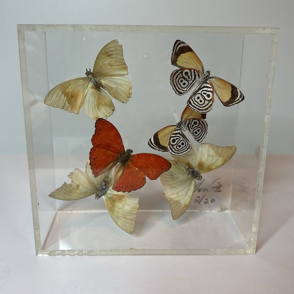 Vintage 1976 Signed Lucite Box Art / Real Butterflies / MCM Wall Decor - Picture 7 of 7